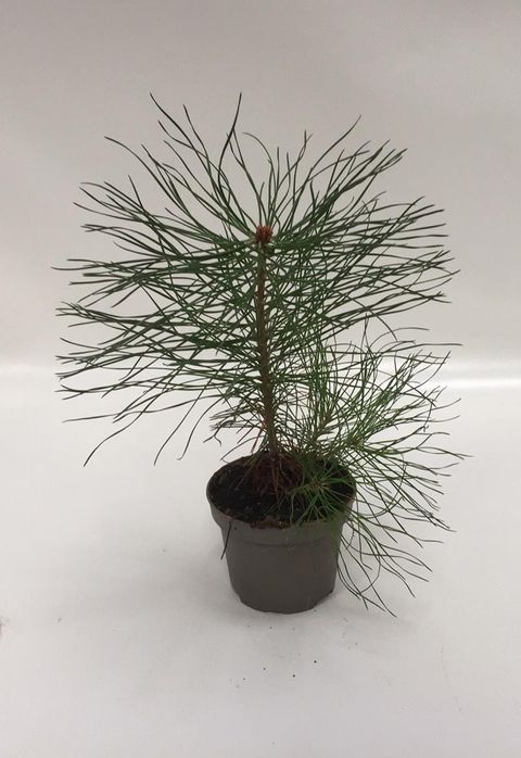 Pinus sylvestris