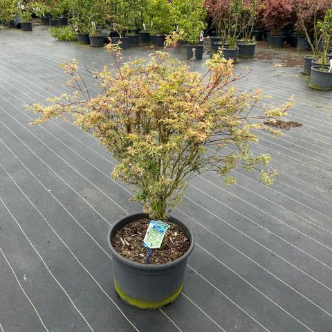Acer palmatum 'Butterfly'