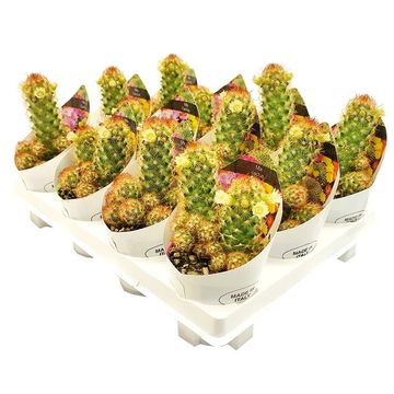 Mammillaria elongata 'Anguinea'