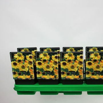 Helenium bigelovii 'The Bishop'