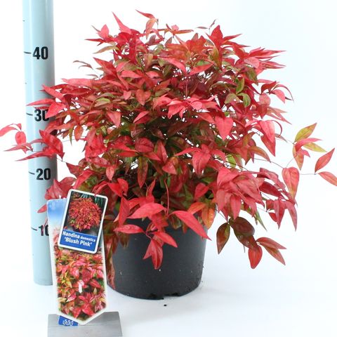 Nandina domestica BLUSH PINK