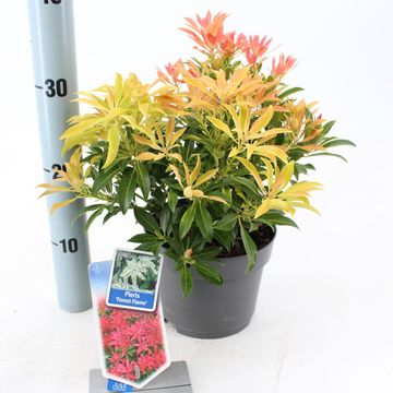 Pieris 'Forest Flame'