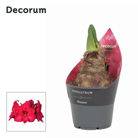 Hippeastrum 'Pleasure'