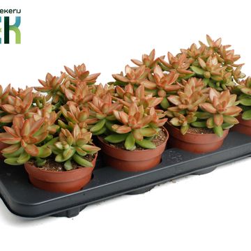 Sedum adolphii