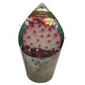 Opuntia macrocentra