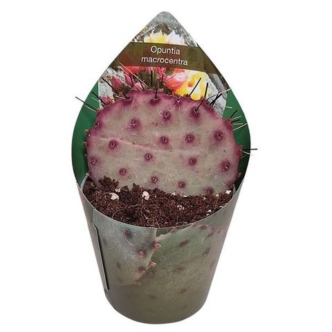 Opuntia macrocentra