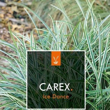 Carex morrowii 'Ice Dance'