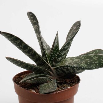 Gasteria 'Amour'