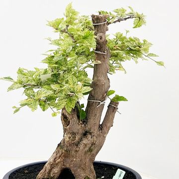 Duranta erecta 'Variegata'