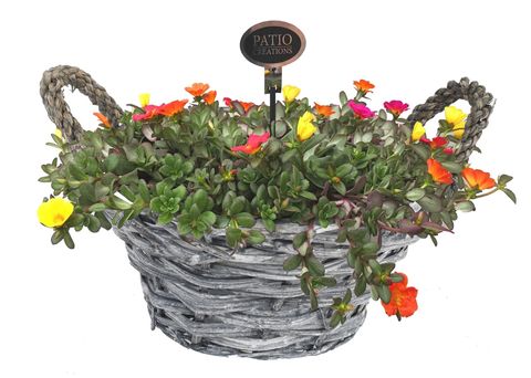 Arrangement Portulaca