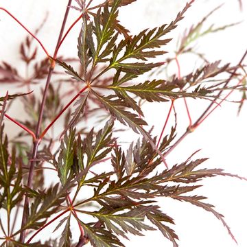 Acer palmatum 'Garnet Tower'