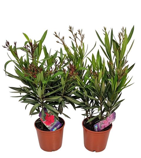 Nerium oleander MIX
