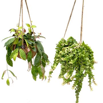 Aeschynanthus marmoratus