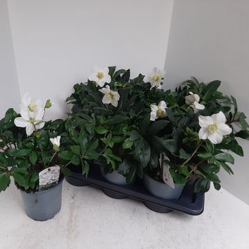 Helleborus 'Christmas Darling'