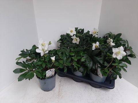 Helleborus 'Christmas Darling'