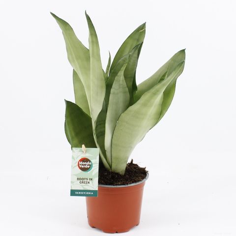 Sansevieria trifasciata 'Moonshine'