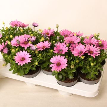 Osteospermum MARGARITA DARK PINK