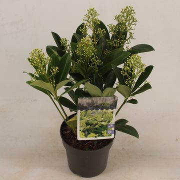 Skimmia japonica 'Finchy'