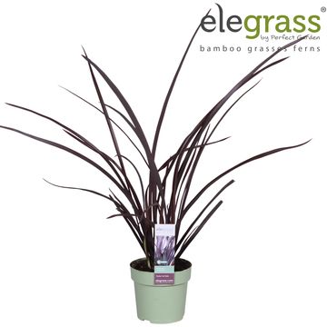 Phormium 'Amazing Red'