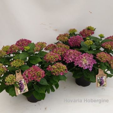 Hydrangea macrophylla HOVARIA HOBERGINE