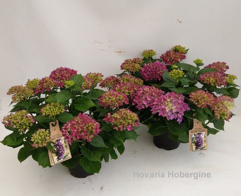 Hydrangea macrophylla HOVARIA HOBERGINE