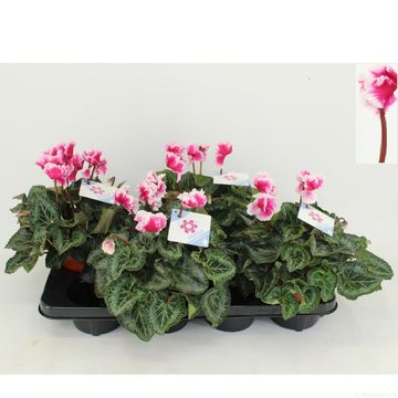 Cyclamen persicum 'Halios Friola Magenta'