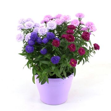 Aster SHOWMAKERS MIX IN POT