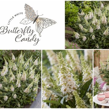 Buddleja davidii BUTTERFLY CANDY LITTLE WHITE