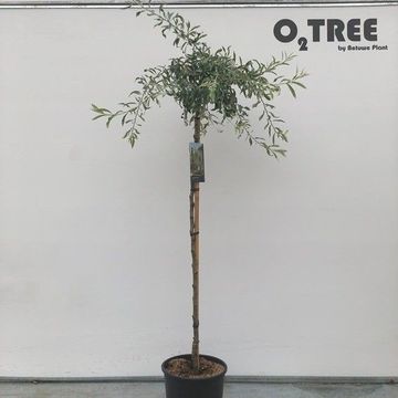 Pyrus salicifolia 'Pendula'