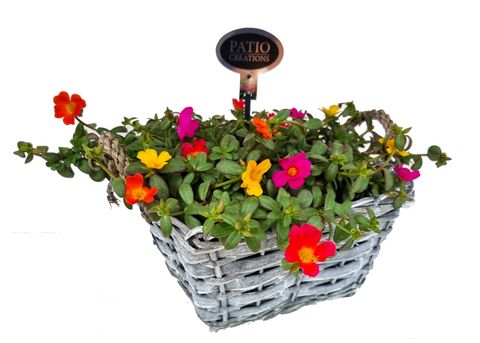 Arrangement Portulaca