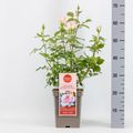 Rosa WHITER SHADE OF PALE