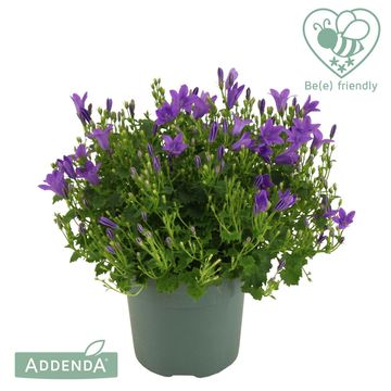 Campanula ADDENDA MIX