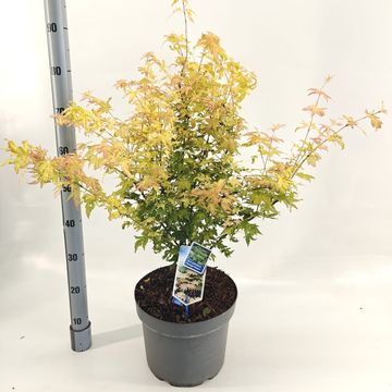 Acer palmatum 'Orange Dream'