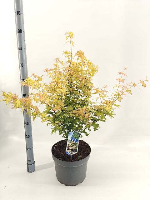 Acer palmatum 'Orange Dream'
