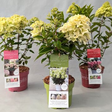 Hydrangea paniculata GARDENLIGHTS MIX