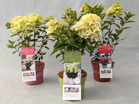 Hydrangea paniculata GARDENLIGHTS MIX