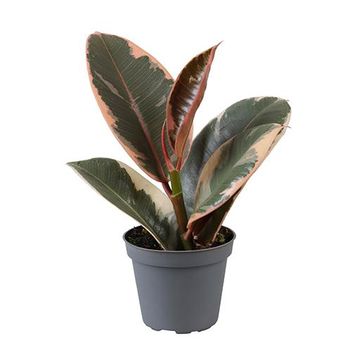 Ficus elastica 'Tineke'