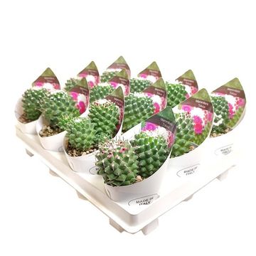 Mammillaria polythele 'Toluca'