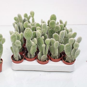 Opuntia microdasys 'Albispina'