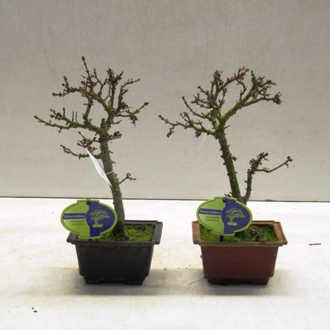 Acer palmatum 'Kotohime'