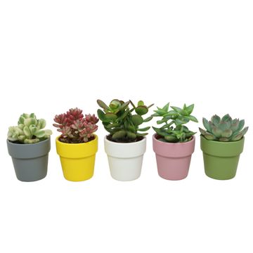 Fetbladväxter MIX IN POT