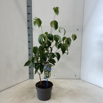 Cornus kousa 'China Girl'