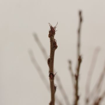 Prunus tomentosa