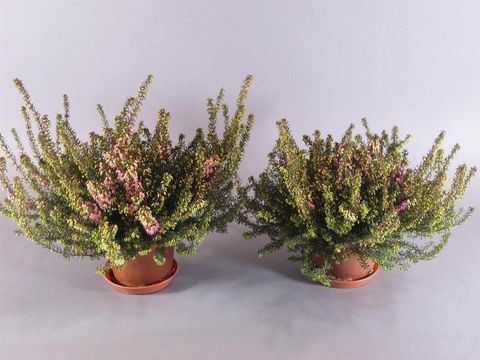 Erica x darleyensis 'Rubina'