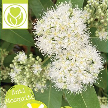 Backhousia citriodora