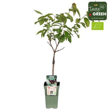 Prunus avium 'Kordia'