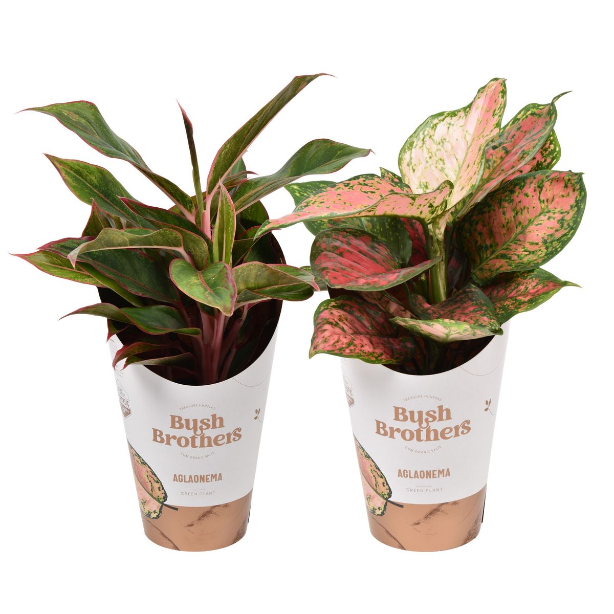 Aglaonema MIX — Vendita all'ingrosso piante FlorAccess