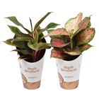 Aglaonema MIX