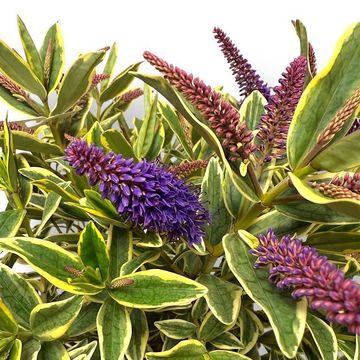 Hebe HEBEPETITA VARIA WILD BLUE