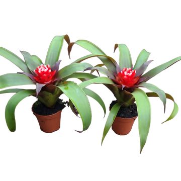 Guzmania 'Priscilla'